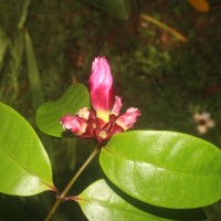 Strophanthus gratus (Wall. & Hook.) Baill.